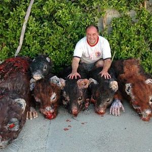 Bilder Rat Scratch Fever