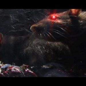 Bilder Rat Scratch Fever