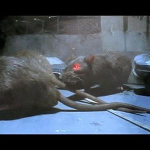 Bilder Rat Scratch Fever