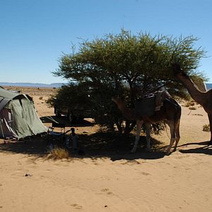 Bilder Allein die Wüste