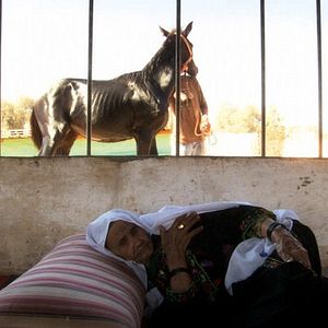 Bilder Schildkrötenwut