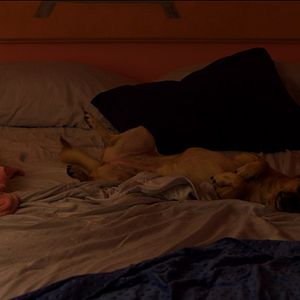 Bilder American Animal