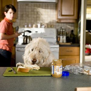 Bilder Gregs Tagebuch 3 - Ich war's nicht