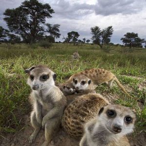 Bilder Die Königin der Erdmännchen