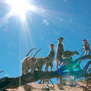 Bilder Die Königin der Erdmännchen