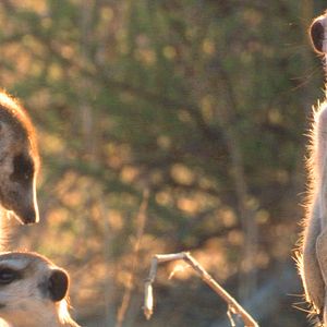 Bilder Die Königin der Erdmännchen