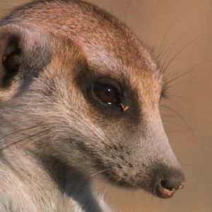 Bilder Die Königin der Erdmännchen