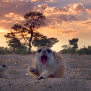 Bilder Die Königin der Erdmännchen