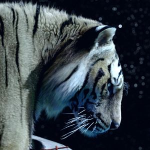 Bilder Life of Pi: Schiffbruch mit Tiger