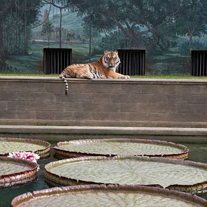 Bilder Life of Pi: Schiffbruch mit Tiger