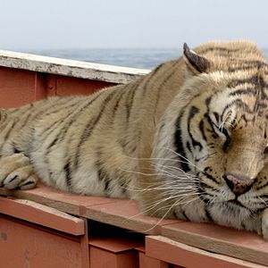 Bilder Life of Pi: Schiffbruch mit Tiger