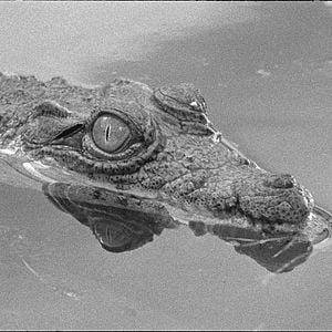 Bilder Tabu - Eine Geschichte von Liebe und Schuld