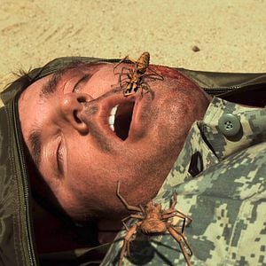 Bilder Camel Spiders - Angriff der Monsterspinnen