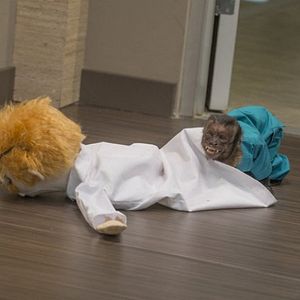 Bilder Animal Practice