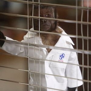 Bilder Animal Practice