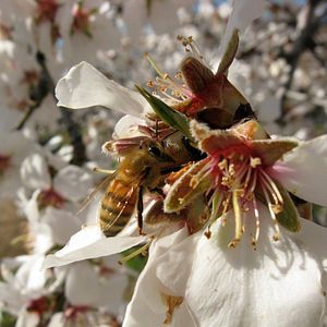 Bilder More than Honey