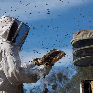 Bilder More than Honey