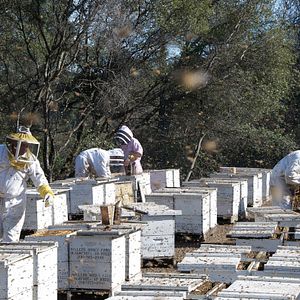 Bilder More than Honey