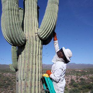 Bilder More than Honey