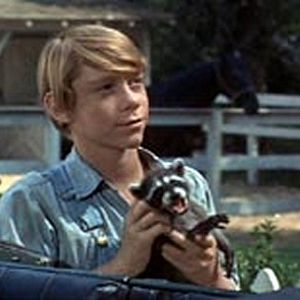 Bilder Ein Frechdachs im Maisbeet