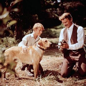 Bilder Ein Frechdachs im Maisbeet