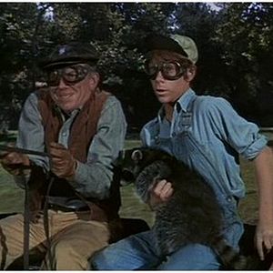 Bilder Ein Frechdachs im Maisbeet