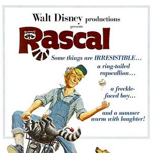 Bilder Ein Frechdachs im Maisbeet