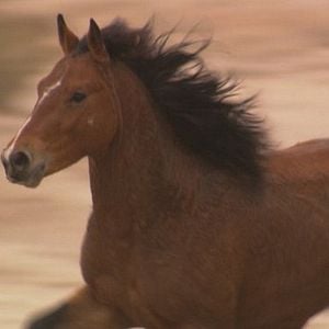 Bilder Wild Horse, Wild Ride