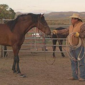 Bilder Wild Horse, Wild Ride