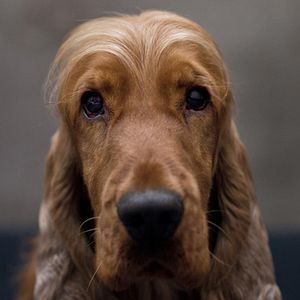 Bilder Boule & Bill - Zwei Freunde Schnief und Schnuff