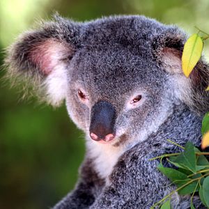 Bilder Australien in 100 Tagen