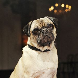 Bilder Molly & Mops: Das Leben ist kein Gugelhupf