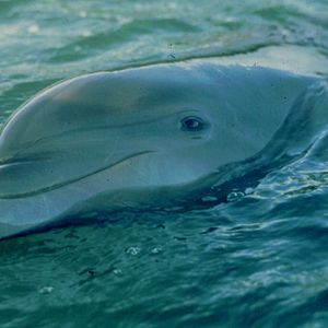 Bilder Daffy und der Wal