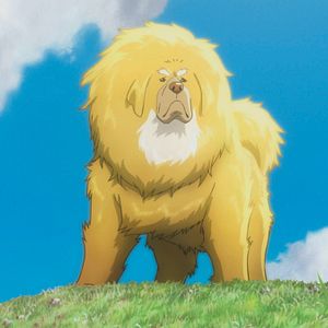 Bilder The Tibetan Dog