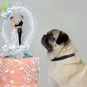 Bilder Molly & Mops: Ein Mops kommt selten allein