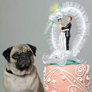 Bilder Molly & Mops: Ein Mops kommt selten allein