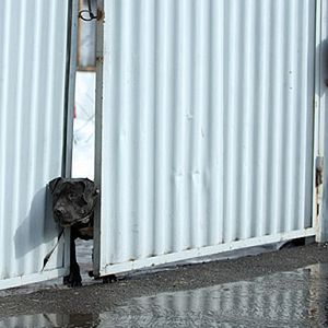 Bilder Der Liquidator - Töten war sein Job