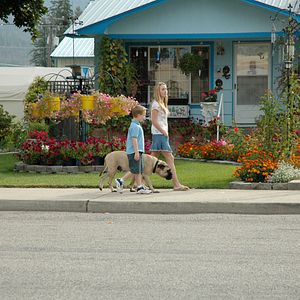 Bilder Chaos auf 4 Pfoten - Sommer mit Hund