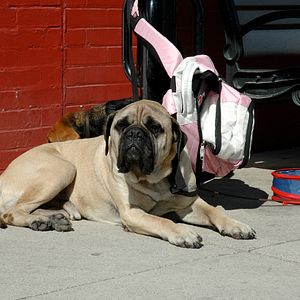 Bilder Chaos auf 4 Pfoten - Sommer mit Hund