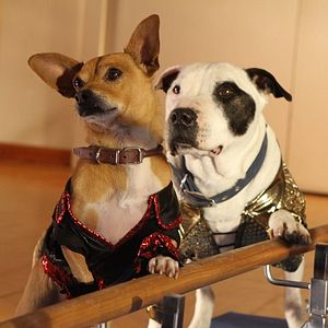 Bilder Beverly Hills Chihuahua 3