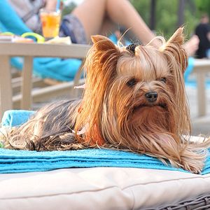 Bilder Beverly Hills Chihuahua 3