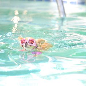 Bilder Beverly Hills Chihuahua 3