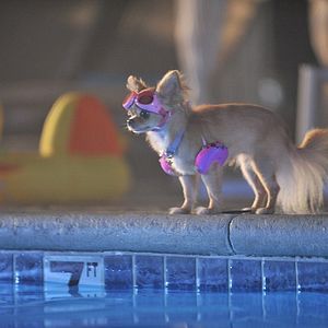 Bilder Beverly Hills Chihuahua 3