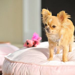 Bilder Beverly Hills Chihuahua 3