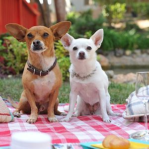Bilder Beverly Hills Chihuahua 3