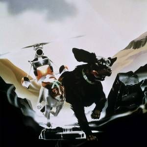 Bilder Die Hunde sind los