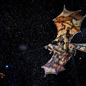 Bilder Cirque du Soleil - Traumwelten