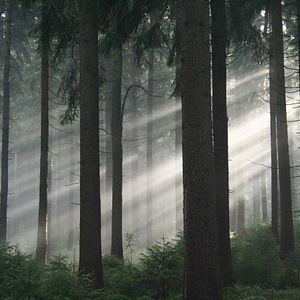 Bilder Das grüne Wunder - Unser Wald