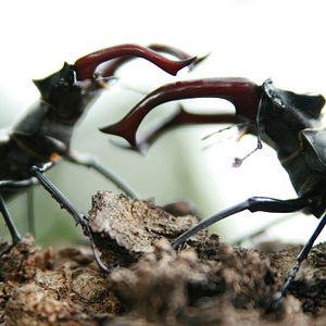 Bilder Das grüne Wunder - Unser Wald