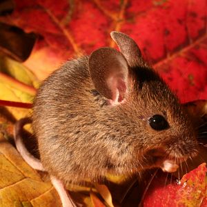 Bilder Das grüne Wunder - Unser Wald